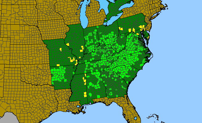 The range of Clematis viorna